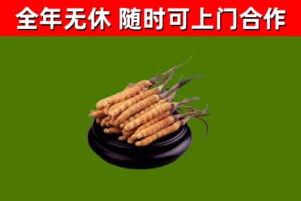 张掖烟酒回收冬虫夏草.jpg